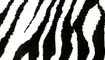 zebra title=