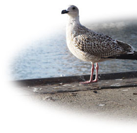 Möwe im Hafen Burgstakken