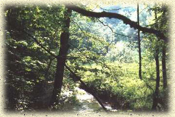 Dsselaue